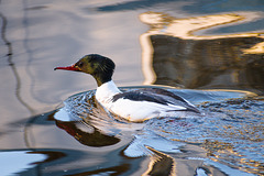 Male Goosander