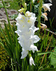 Weisse Gladiole im Sommergarten