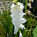 Weisse Gladiole im Sommergarten