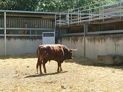 Toros de lidia, 3