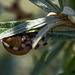 20140908 4914VRAw [NL] Gartenkreuzspinne, Terschelling