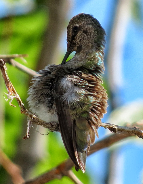 A Fluffed Hummer