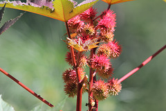 castor bean pods