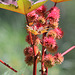 castor bean pods