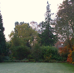 Fulbourn garden 2010-11-15 002