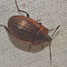 IMG 8307beetle