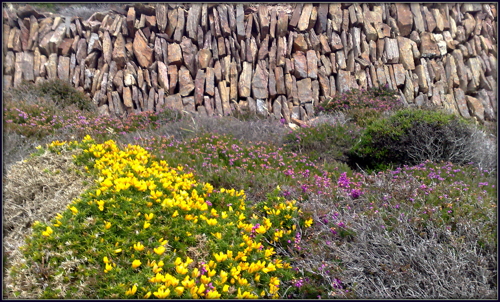 Wheal Coates tin mine, Cornwall. PLEASE STAY, DON'T RUN AWAY (ESPECIALLY NOW)!!!