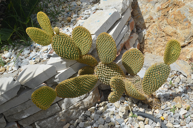 Symi Paradise, The Cactus Looks Like an Animal (Winged Rabbit)