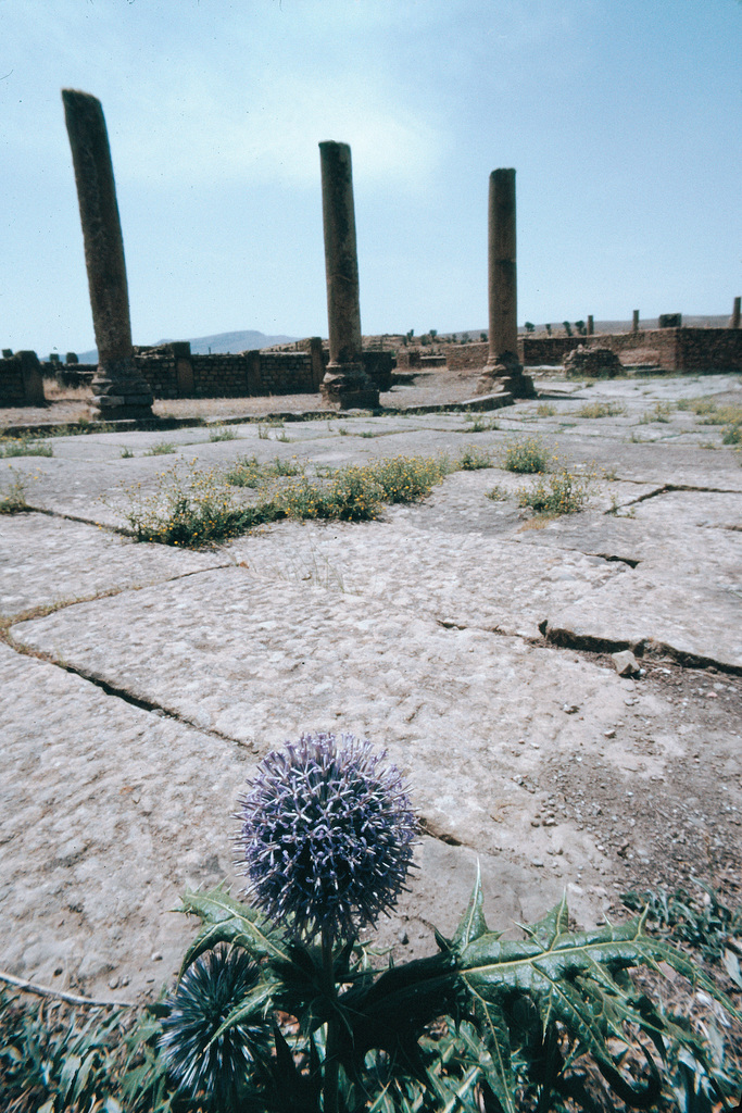 Ruines romaines de Timgad (6)