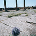 Ruines romaines de Timgad (6)