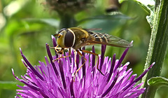 Hoverfly