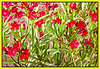 Nerium Calypso Oleander (+1PiP)