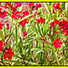 Nerium Calypso Oleander (+1PiP)