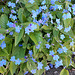 Frühlings-Nabelnüsschen / Großes Vergissmeinnicht (Omphalodes verna)