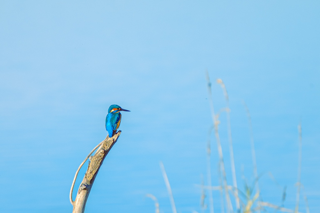 Eisvogel am Chiemsee