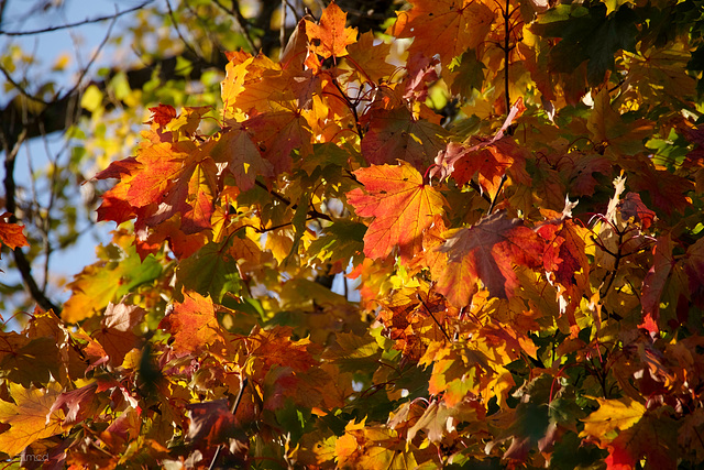 Herbstfarben