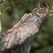 20140908 4913VRAw [NL] Gartenkreuzspinnennest, Terschelling