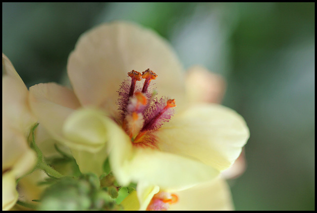 Verbascum Jackie