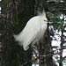 Snowy egret - 1