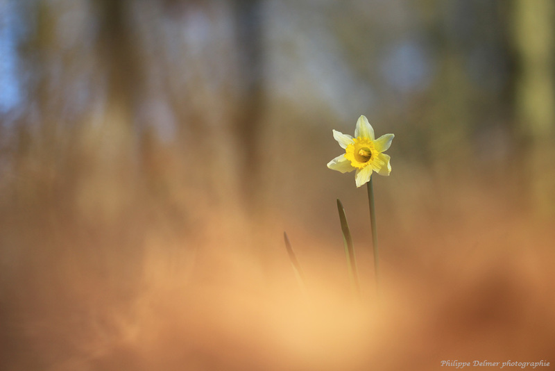 Le temps du renouveau "Narcissus"