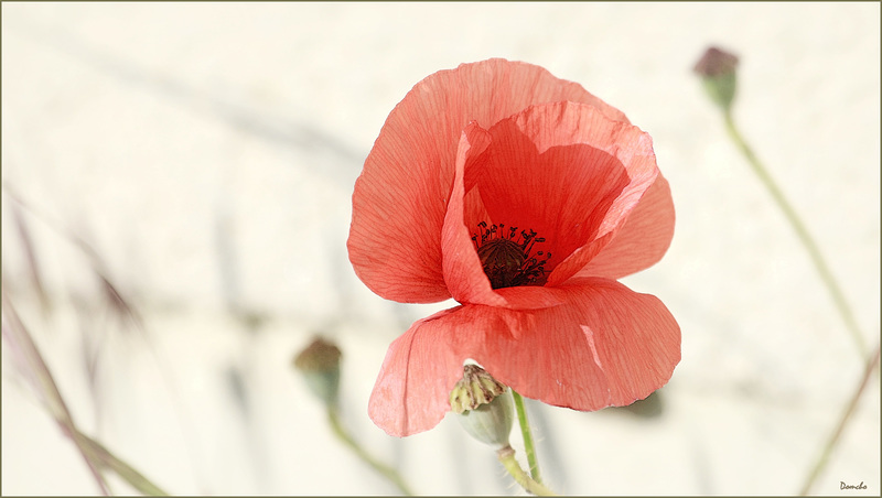 Le coquelicot