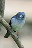 White-eyed slaty flycatcher