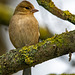 Chaffinch