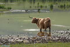 A Devonian Highland cow.