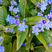 Frühlings-Nabelnüsschen / Großes Vergissmeinnicht (Omphalodes verna)