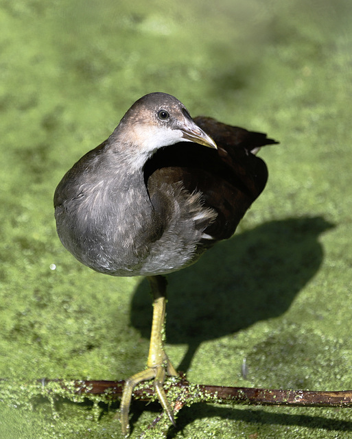 Poule-d'eau juvénile