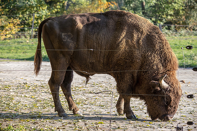 20151010 9344VRTw [D~H] Wisent (Bison bonasus), Wisentgehege, Springe-Deister