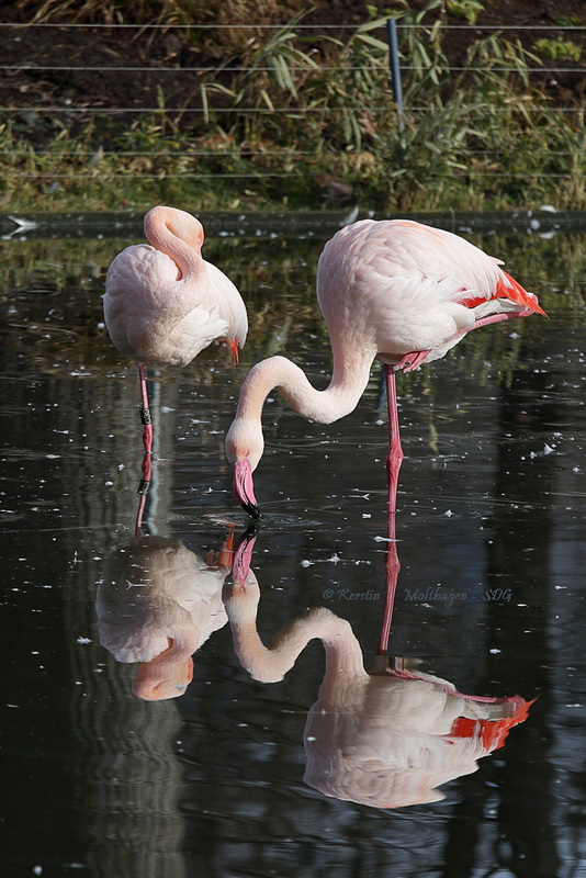 Flamingos (Wilhelma)