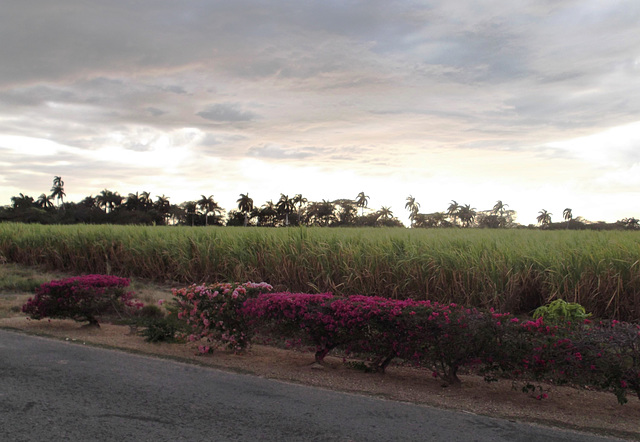 Naturaleza cubana