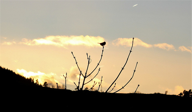 mésange au crépuscule