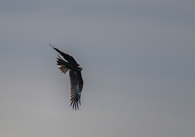 Marsh harrier