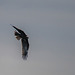 Marsh harrier