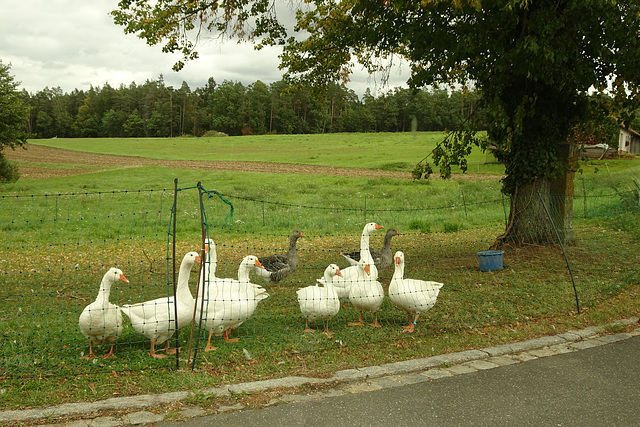 Patientenverfügung? Testament? Es kann gans schnell aus sein. Auch bei Bodenhaltung (HFF+PIP)