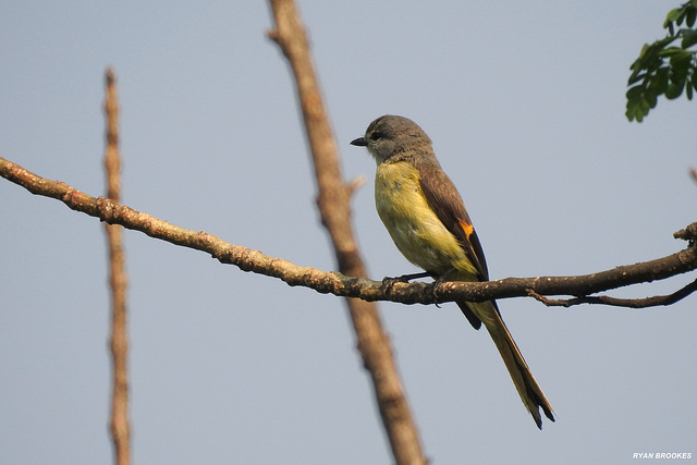 20200512-7767 Small minivet