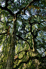 Schweriner Bäume (4), Hängebuche