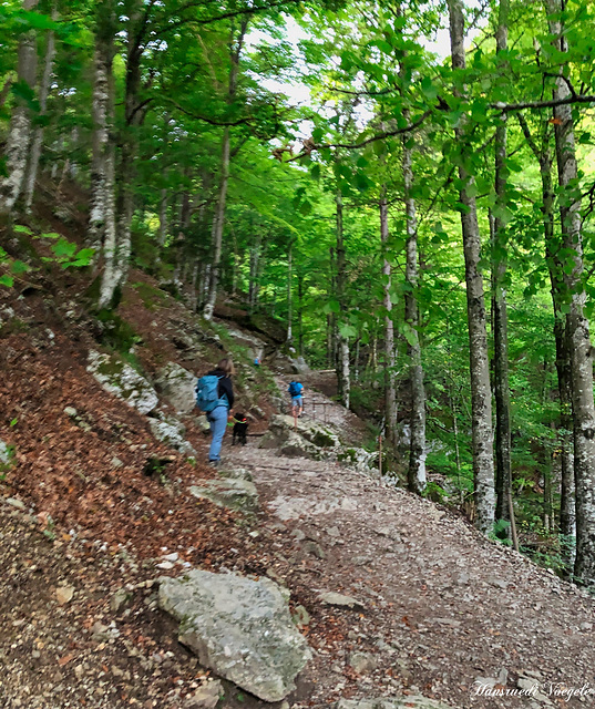 Die Wanderung hat begonnen ,es geht steil Bergwärts