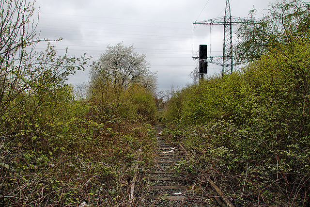 Verwildertes Gleis der ehem. Bahnstrecke Duisburg–Quakenbrück (Oberhausen-Osterfeld) / 15.04.2023