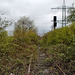 Verwildertes Gleis der ehem. Bahnstrecke Duisburg–Quakenbrück (Oberhausen-Osterfeld) / 15.04.2023