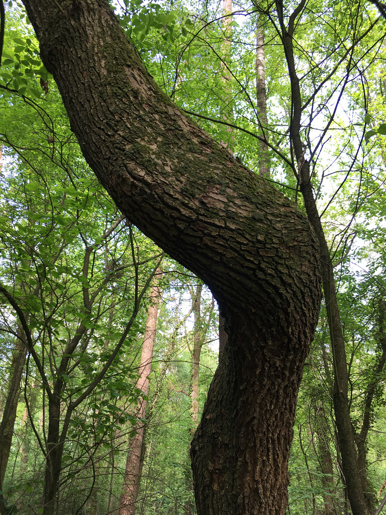 Nachbar Kniebaum