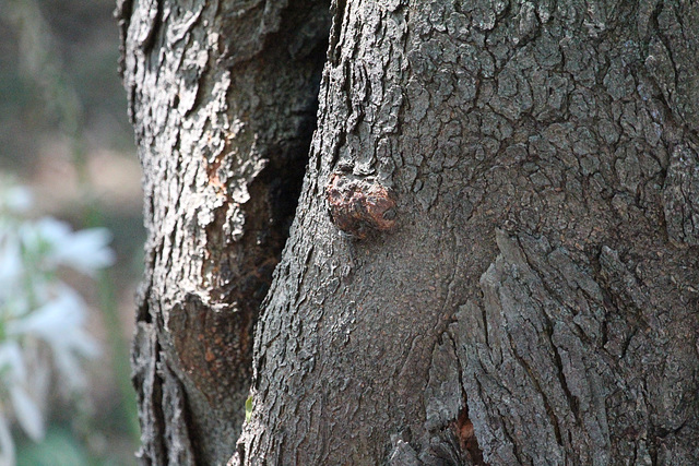 bark texture