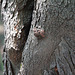 bark texture