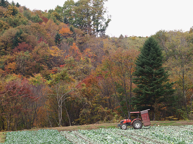 Tractor in the cabbage field