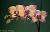 Phalaenopsis 042716-001