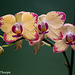 Phalaenopsis 042716-001