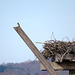 Eastern bluebird by osprey nest