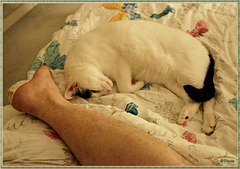 Legs, in the still of the night  ヅ (with PIP)